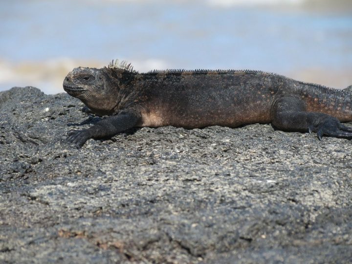 ガラパゴス諸島 エクアドル 世界遺産オンラインガイド