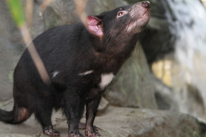 タスマニア原生地域 オーストラリア 世界遺産オンラインガイド