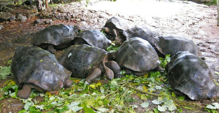 ガラパゴス諸島 エクアドル 世界遺産オンラインガイド