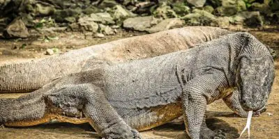 コモド国立公園 インドネシア 世界遺産オンラインガイド