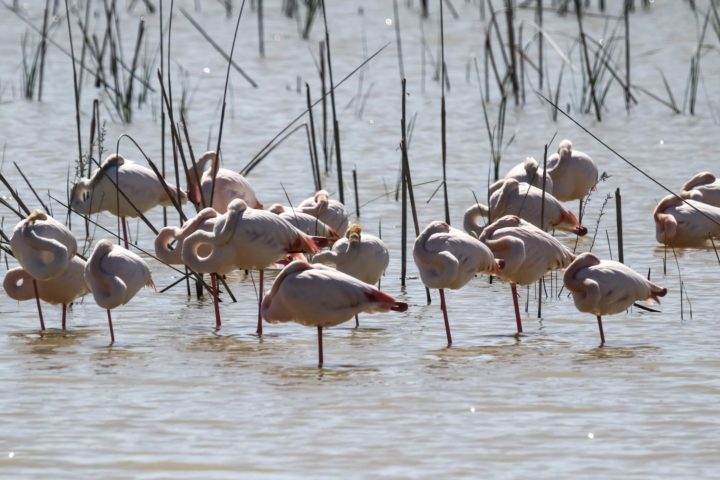 ドニャーナ国立公園 スペイン 世界遺産オンラインガイド