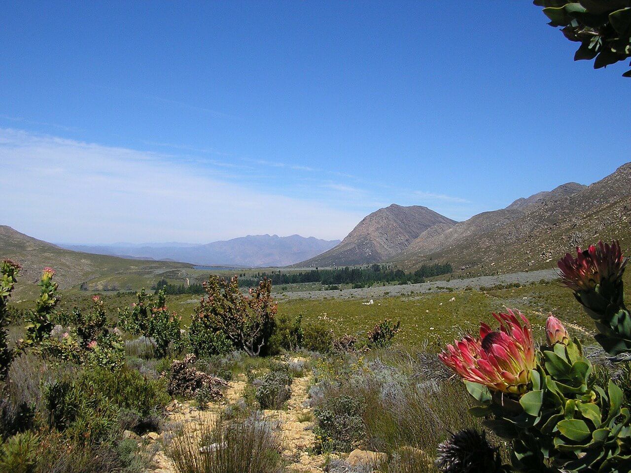 ケープ植物区保護地域群 南アフリカ 世界遺産オンラインガイド