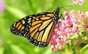 monarch-butterfly-957784_1280