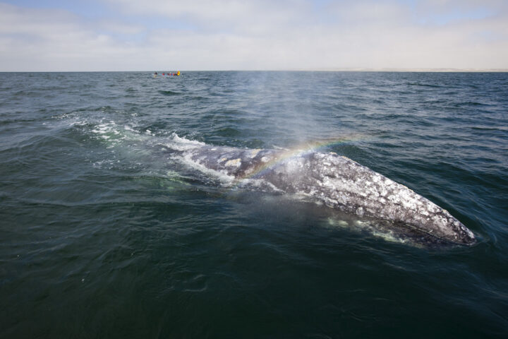 エル・ビスカイノのクジラ保護区