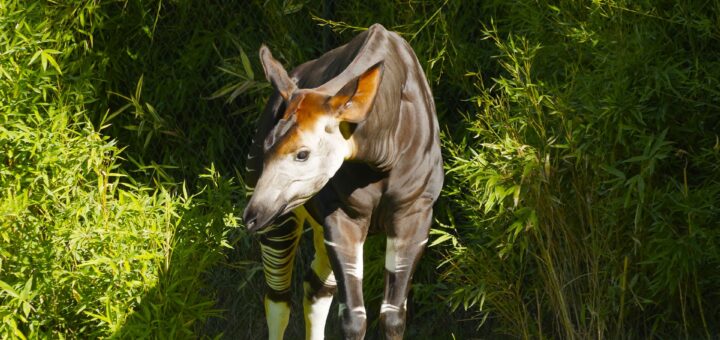 オカピ野生生物保護区