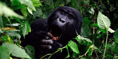 ブウィンディ原生国立公園 ウガンダ 世界遺産オンラインガイド