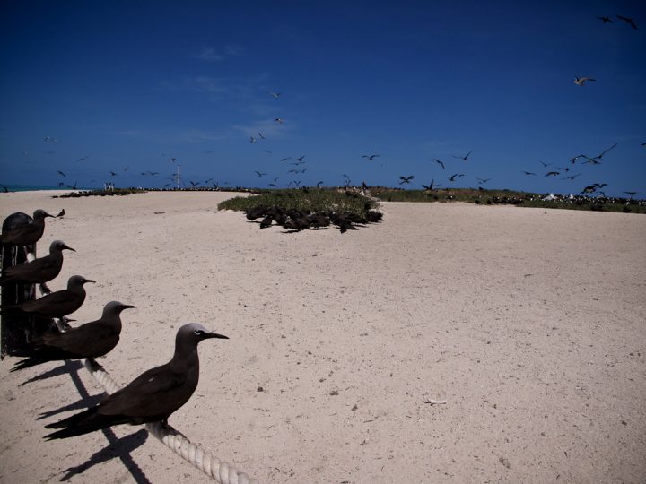 グレート バリア リーフ オーストラリア 世界遺産オンラインガイド