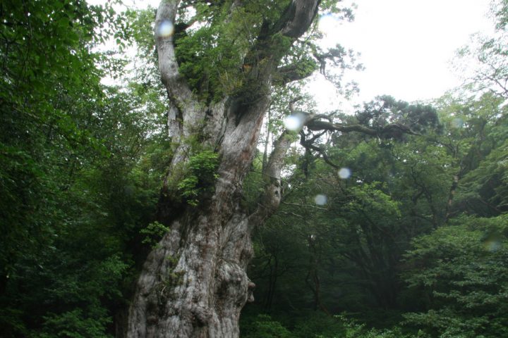 屋久島 鹿児島 世界遺産オンラインガイド