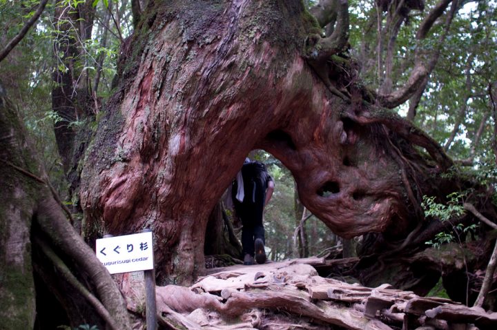 屋久島 鹿児島 世界遺産オンラインガイド