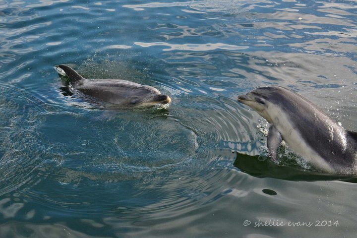 【世界遺産】フィヨルドランド国立公園 | テ・ワヒポウナム-南西ニュージーランド