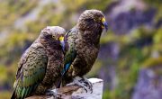 アオラキ/マウント・クック国立公園｜テ・ワヒポウナム-南西ニュージーランド