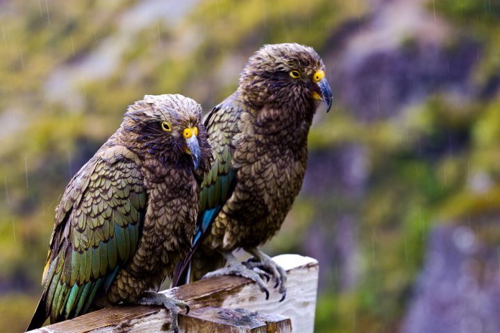 【世界遺産】アオラキ/マウント・クック国立公園 | テ・ワヒポウナム-南西ニュージーランド