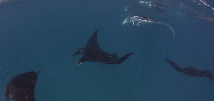 サンガネブ海洋国立公園とドゥンゴナブ湾＝ムッカワル島海洋国立公園