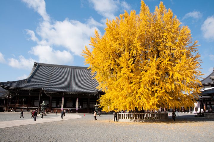 【世界遺産】古都京都の文化財