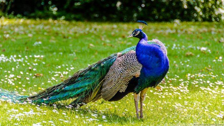 孔雀島 ポツダムとベルリンの宮殿群と公園群 世界遺産オンラインガイド