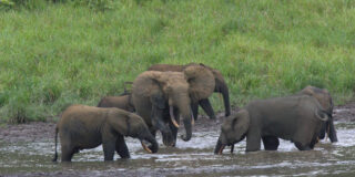 ガボンの世界遺産一覧・地図 世界遺産オンラインガイド